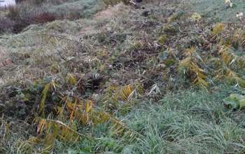IMG-20181101-WA0005