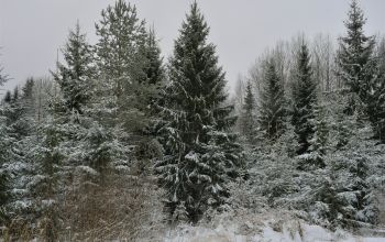 Uzstādīta galvenā Ziemassvētku egle