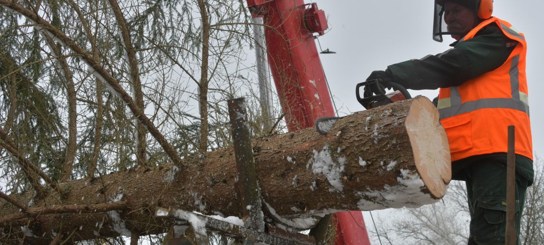 Jēkabpilī uzstādīta galvenā Ziemassvētku egle